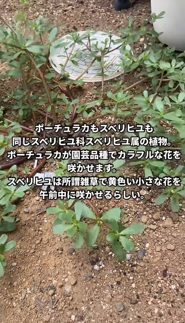 ポーチュラカとスベリヒユについて／はこさん（@hakogarden）提供
