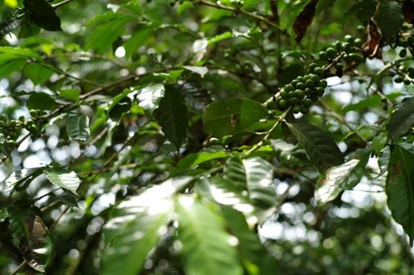 エチオピアの「茶道」 コーヒーセレモニーへようこそ：朝日新聞