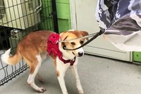 慣れないハーネスを嫌がるくらのすけ