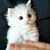 保護まもないころ、肩の手ひらに収まるほど小さかったつくしちゃん（画像提供：あるくきくらげさん）