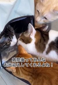 たくさんの猫さんたちがいます（「小判つる姫あさひ」さん提供、Instagramよりキャプチャ撮影）