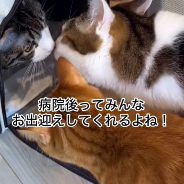 たくさんの猫さんたちがいます（「小判つる姫あさひ」さん提供、Instagramよりキャプチャ撮影）