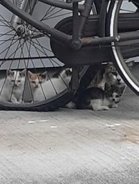 野良時代、寄り添うお母さんと子猫たち＝猫オババさん（@esamakibabaa）提供