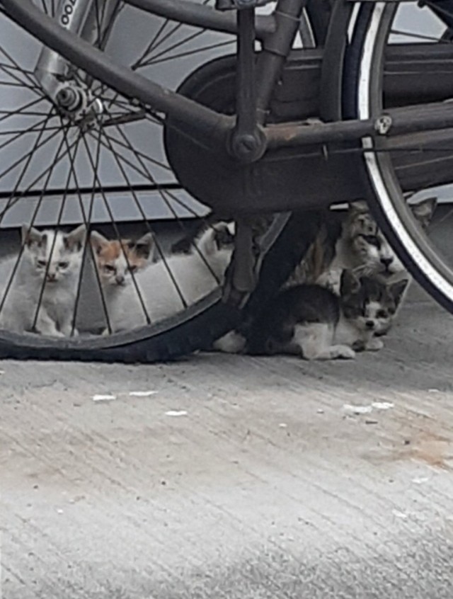 野良時代、寄り添うお母さんと子猫たち＝猫オババさん（@esamakibabaa）提供