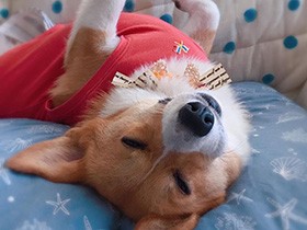 天真爛漫なあなたは、家族に光をもたらす存在　コーギー「ルカ」