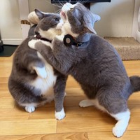 まるで「ゴジラvsガメラ」！？ 兄弟でじゃれ合う（左から）ごましおくん、しらたまくん（画像提供：わがやのねこさん）