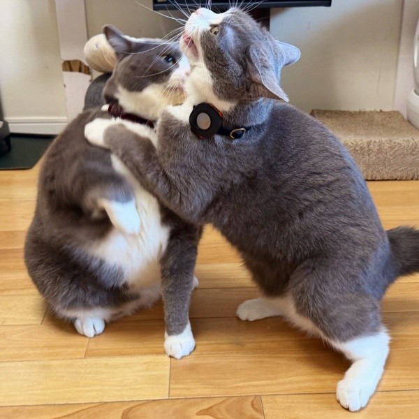 まるで「ゴジラvsガメラ」！？ 兄弟でじゃれ合う（左から）ごましおくん、しらたまくん（画像提供：わがやのねこさん）