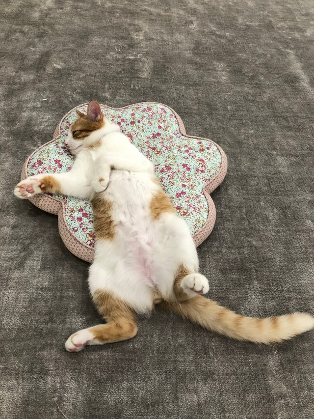 遊び疲れてぐっすり