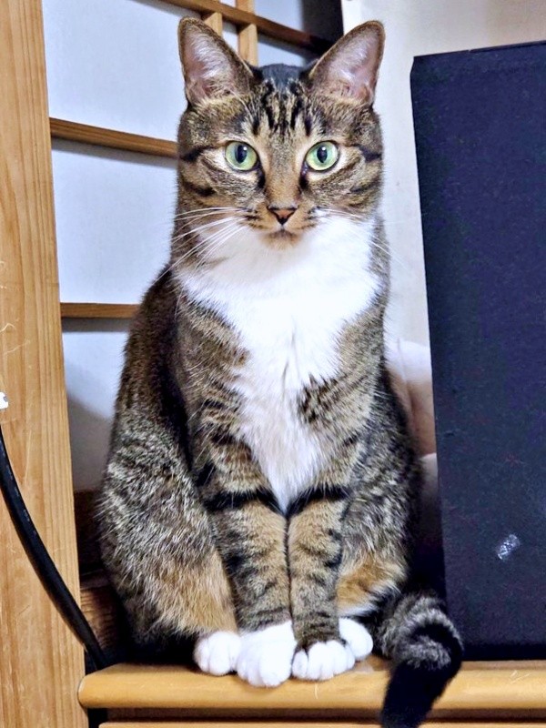 四つ足の先が真っ白。手袋に見えることが名前の由来になったみとんちゃん（画像提供：しじみとんさん）