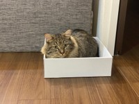 箱入り息子なんです（提供写真）