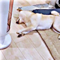 しばらくするとパタリと動きが止まって再び、眠ったうるちゃん（画像提供：うるちゃんさん）