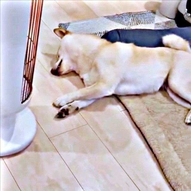 しばらくするとパタリと動きが止まって再び、眠ったうるちゃん（画像提供：うるちゃんさん）