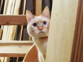 犬に救われた子猫……　２０１８年読まれた記事ベスト５　猫編