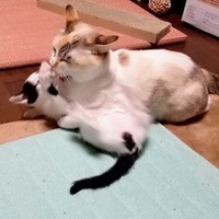 出会ったころのシャネルちゃん（左）とオタルちゃん（右）（画像提供：らいももさん）