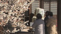 滝宮天満宮の梅は2月いっぱいが見頃