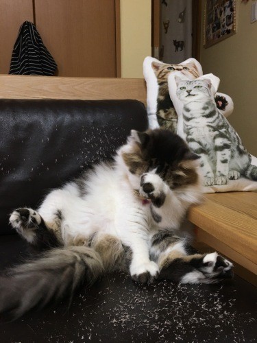 これは新しいごめん寝だにゃ