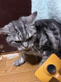 スリッカーブラシ大嫌い猫、ブラッシングされてブチ切れたお顔がXで話題に（「まそっぷ」さん提供）