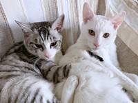 生後10カ月。（左から）センちゃんとテンちゃん（画像提供：M家猫沢山さん）