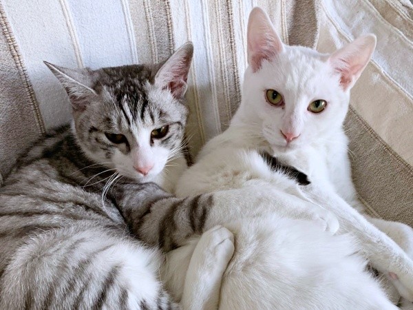 生後10カ月。（左から）センちゃんとテンちゃん（画像提供：M家猫沢山さん）