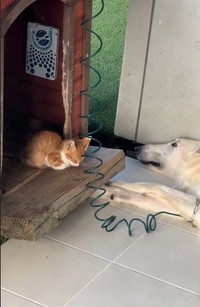 バロンくんの小屋に子猫の姿が！（「BARON（バロン）」くんの飼い主さん提供、Instagramよりキャプチャ撮影）