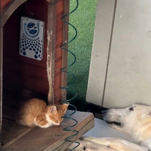 バロンくんの小屋に子猫の姿が！（「BARON（バロン）」くんの飼い主さん提供、Instagramよりキャプチャ撮影）