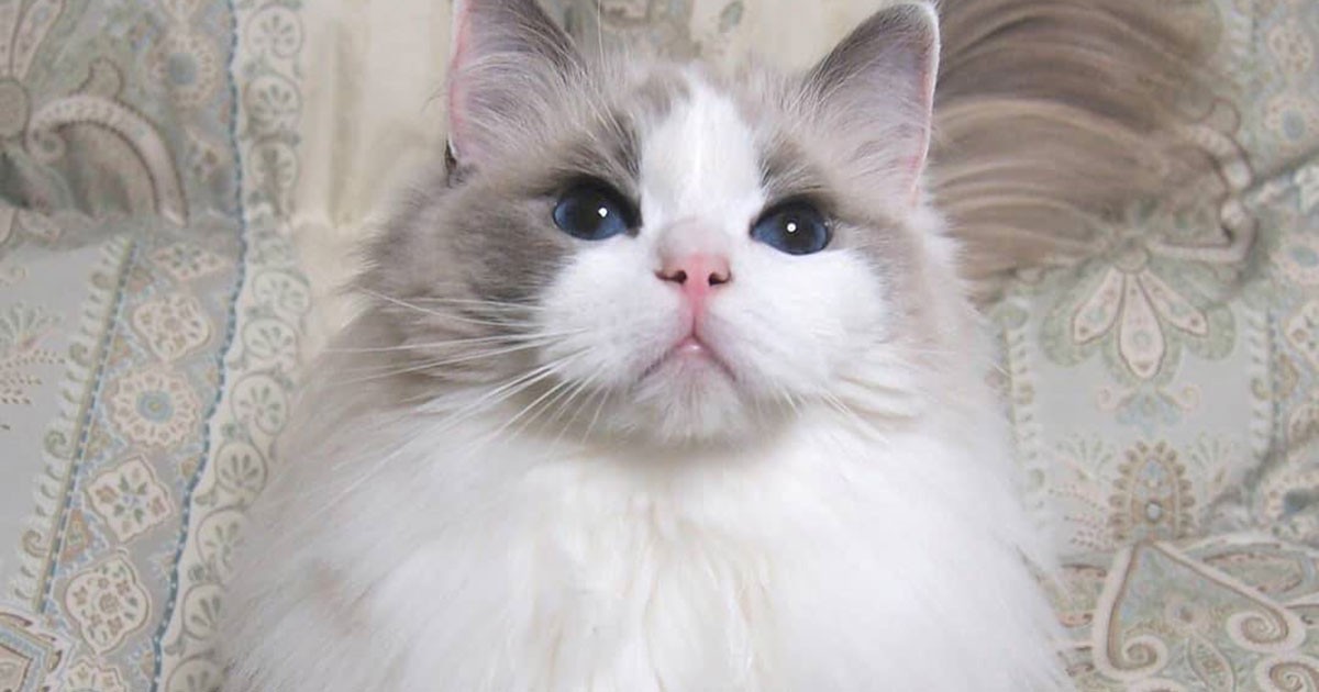 お休み前にいっぱい遊ぶのが快眠の秘訣 ラグドール エマ 犬 猫との幸せな暮らしのためのペット情報サイト Sippo