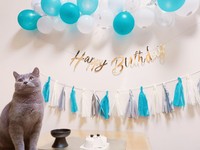 HAPPY BIRTHDAY！ブリオくん＝おいでやすブリオさん（@burio0522）提供