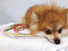 泣き虫で甘えん坊だけど弟たちには厳しい、大家族の長男　ポメラニアン「はっち」