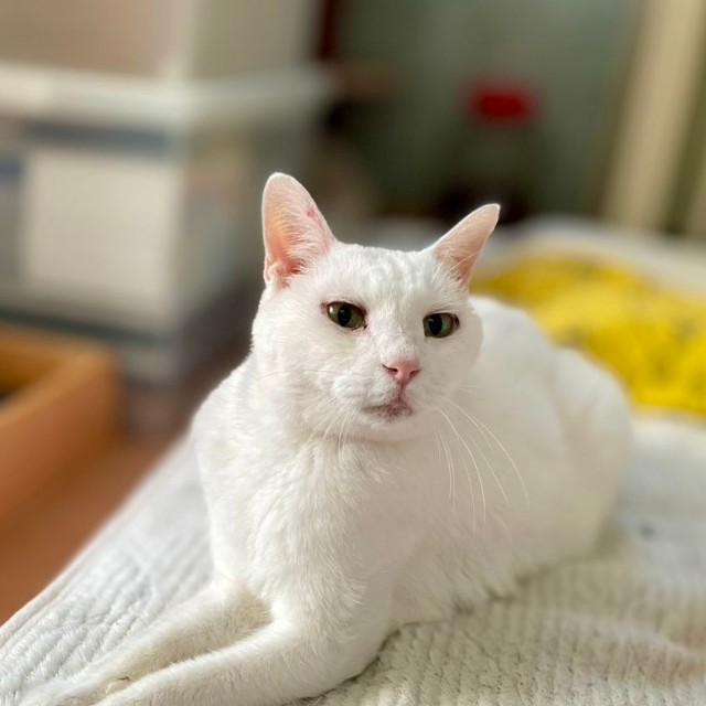 麻酔から覚めて正気に戻った楓ちゃん