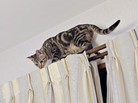 カーテンレールを歩くひらりくん（画像提供：とららさん）