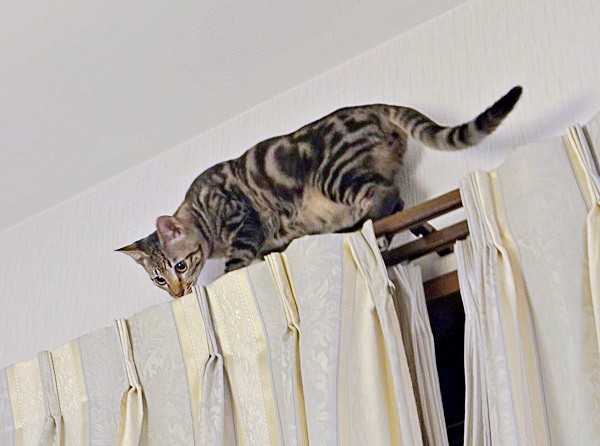 カーテンレールを歩くひらりくん（画像提供：とららさん）