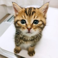 新たな猫生を歩み始めたちびすけくん（画像提供：あるくきくらげさん）