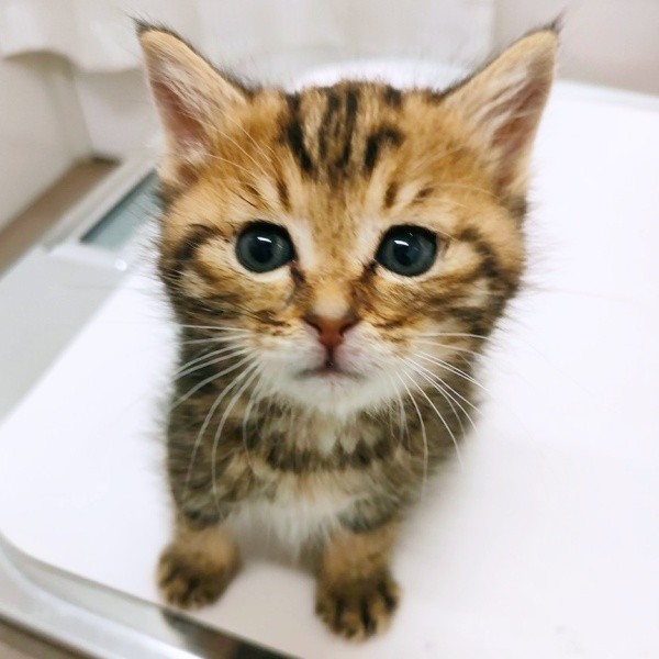 新たな猫生を歩み始めたちびすけくん（画像提供：あるくきくらげさん）