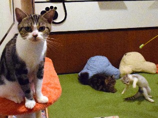 カフェもフェスも図書館も、おネコ様　東北でも「ネコノミクス」