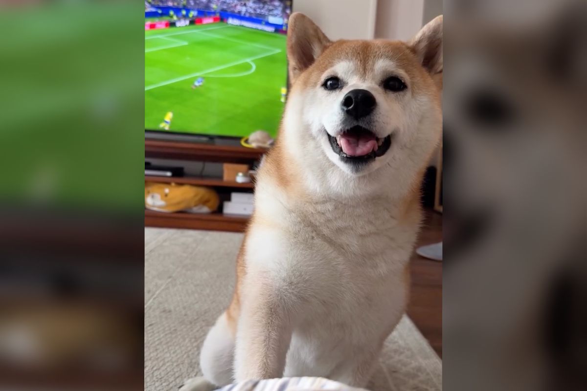 もう待てないよ！」あの手この手でおねだりする柴犬が可愛すぎる 最後