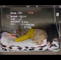 ハン・イェスルの公式インスタグラム＠han_ye_seul_より ハン・イェスルは愛犬・レレが手術を終えたことを報告した