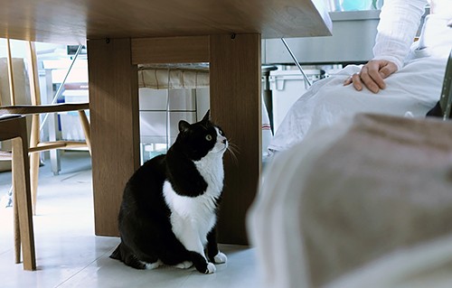 桑原さんを見つめる小鉄