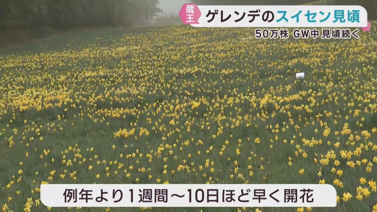 スキー場のゲレンデに咲く５０万株のスイセン見ごろ　宮城・蔵王町