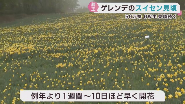 スキー場のゲレンデに咲く５０万株のスイセン見ごろ　宮城・蔵王町