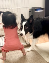 末っ子ちゃんのつかまり立ちを眺めるエマちゃん（提供：エマ/Emma🐾さん）