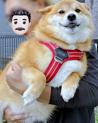 パパに抱っこされてにっこり笑顔のコンソメくん（画像提供：ポメ柴コンソメ 3歳さん）