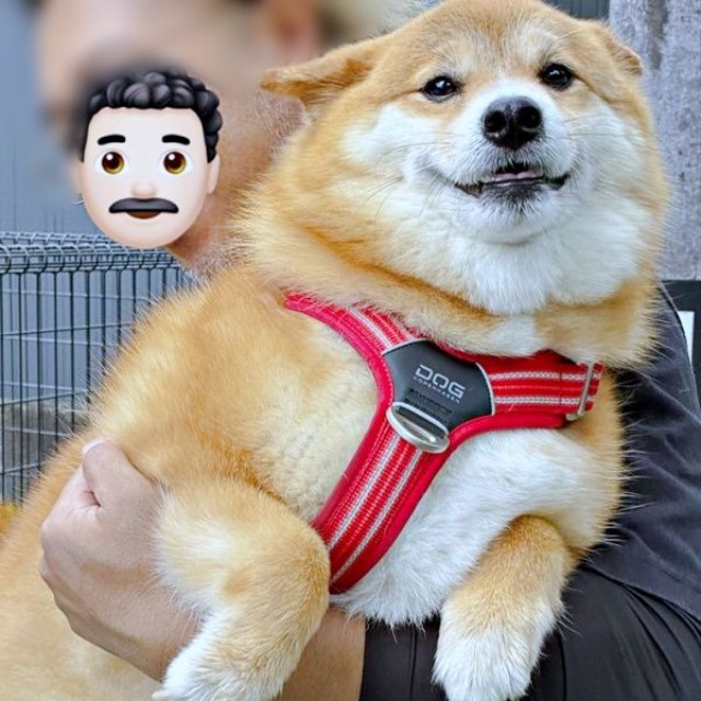 パパに抱っこされてにっこり笑顔のコンソメくん（画像提供：ポメ柴コンソメ 3歳さん）