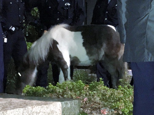 ミニチュアホース、東京都心を走る！　ペットショップから脱走