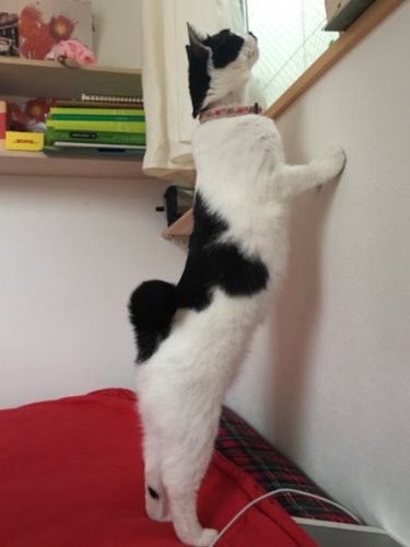 足もちょっぴり短めで