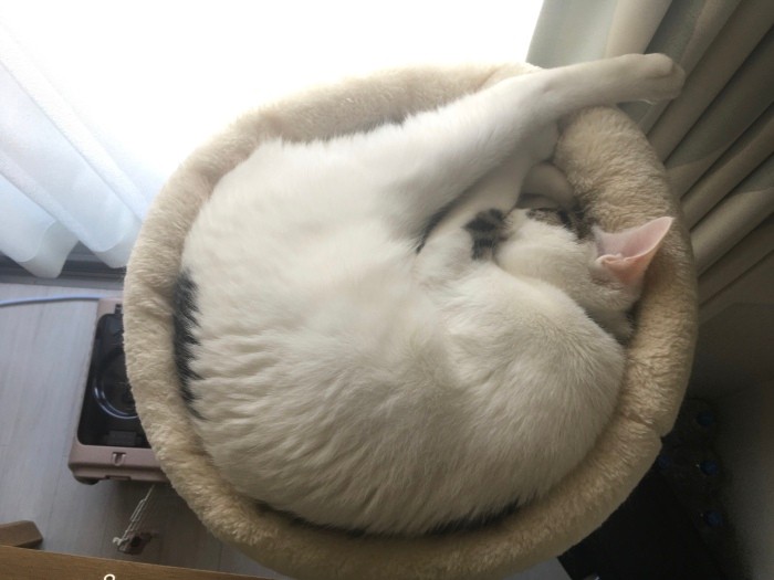 キャットタワーのベッドがお気に入り