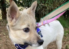 家族と出会いたい　「パナソニック保護犬猫譲渡会」に参加予定の犬や猫（４）