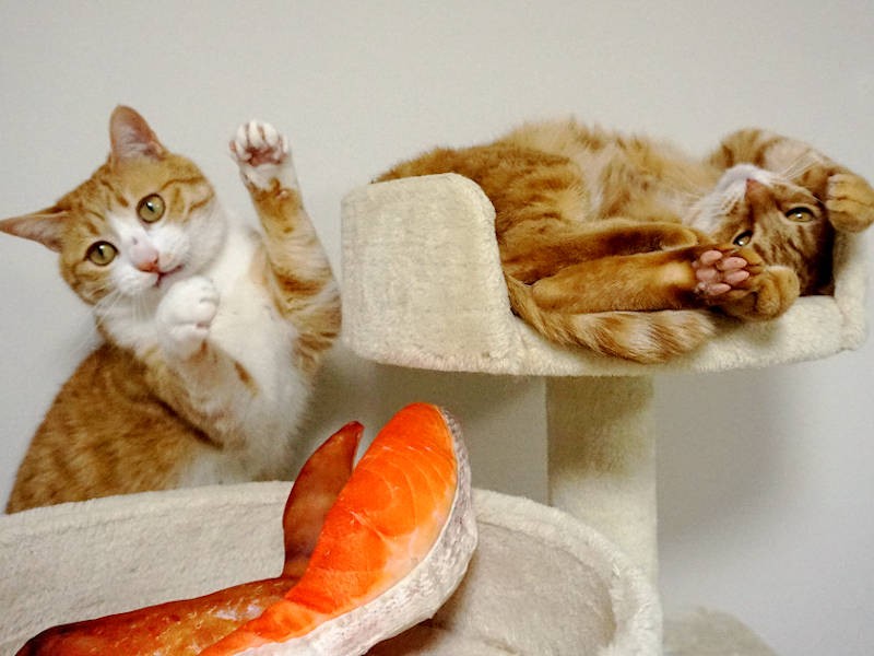 どちらの招き猫がお好み？