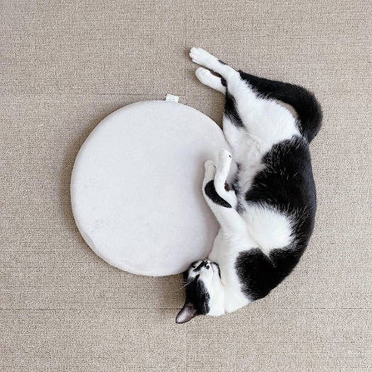 ミックス猫「まるくん」。ぽとっと落ちてる風の寝姿がラブリー♡