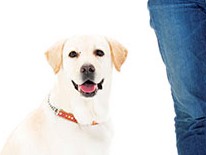 愛犬アリスと探した　私たちに合う病院、信頼できる先生