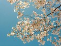 愛犬キリクの桜が咲いた。それは未来への希望を感じさせてくれる